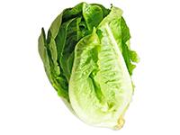 HOJAS DE LECHUGA CRIOLLA