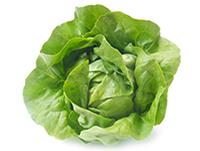 HOJAS DE LECHUGA MANTECOSA